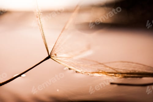Preview: Macro, Abstract Composition With Colorful Water Drops On Dandelion Seeds