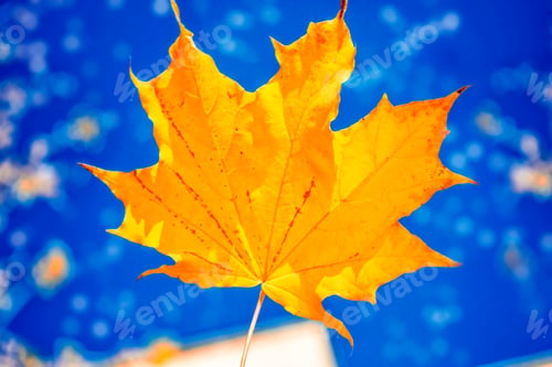 Preview: Autumn Landscape With Bright Colorful Leaves. Indian Summer. Outdoor