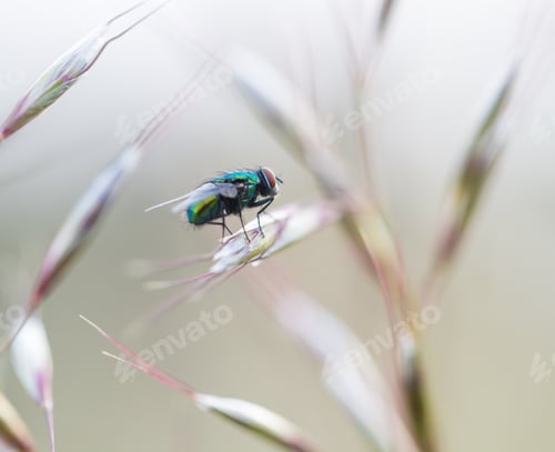 Preview: Close Up Of Green Fly Sitting On Grass. Insect Macro