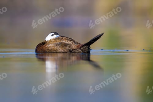 Preview: Swimming Duck. Cute Animals. Colorful Nature Background. Duck: White Headed Duck. Oxyura