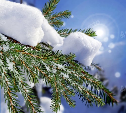 Preview: Christmas Tree Branch On A Background Of A Winter Forest