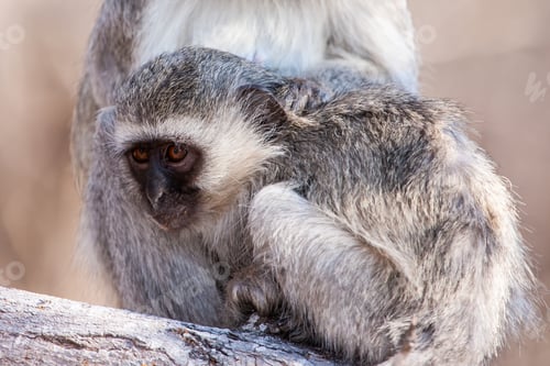 Preview: Vervet Monkey (Chlorocebus Pygerythrus) In Kruger National Park, South Africa