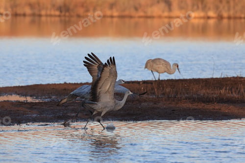 Preview: Sand Hill Crane (Grus Canadensis) At Bosque Del Apache National Wildlife Refuge