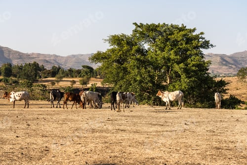 Preview: Landscape View Near The Blue Nile Falls (Tis-Isat Falls, Meaning Great Smoke In Amharic) In Amara