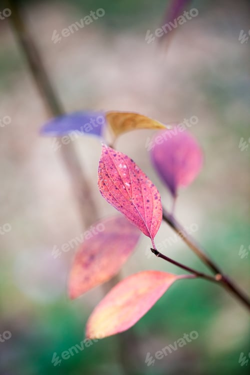 Preview: Beautiful Autumn Leaves In The Park