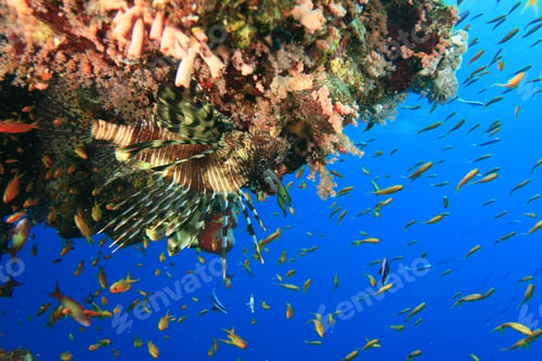 Preview: Common Lionfish Under An Overhang