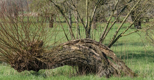 Preview: Common Osier (Salix Viminalis) In Rhineland,North Rhine-Westphalia,Germany