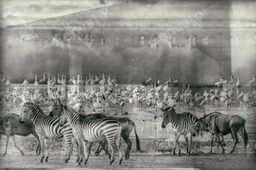 Preview: Zebras And Wildebeests In The Ngorongoro Crater, Tanzania