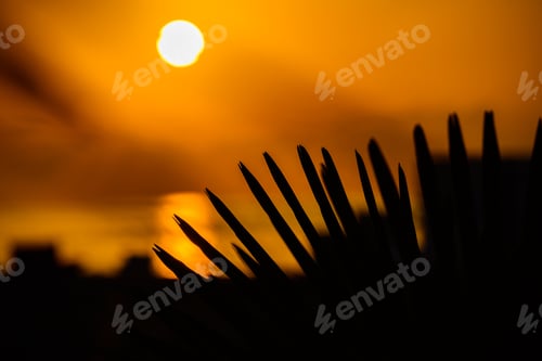 Preview: Silhouette Of Sabal Palmetto Leaves Against Sunset Sky
