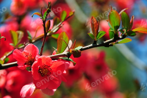 Preview: Chaenomeles Japonica (Japanese Flowering Quince)
