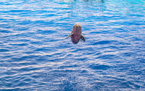 Preview: Dolphins Are Jumping During A Dolphin Show In Valencia.