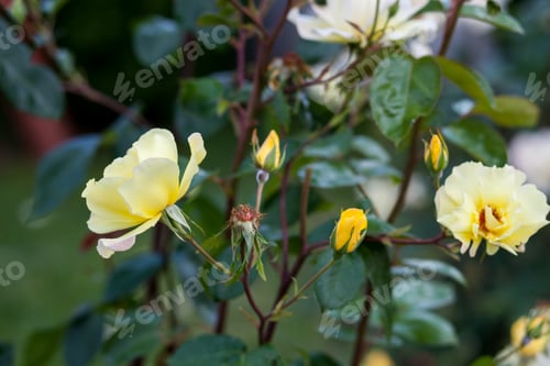 Preview: Colorful, Beautiful, Delicate Rose In The Garden