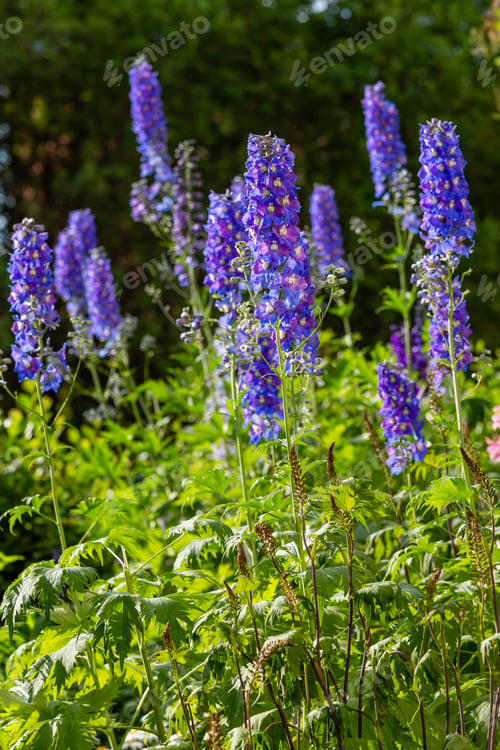 Preview: Beautiful Delphiniums Blooming In The Garden.