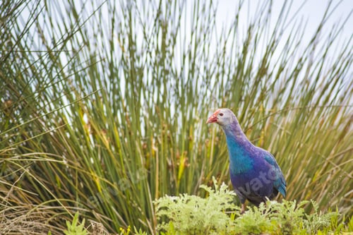 Preview: Blue, Purple Bird Swamphen Purple Swamphen Porphyrio Porphyrio