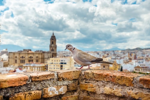 Preview: Aerial View Of Malaga In A Beautiful Summer Day, Costa Del Sol, Spain