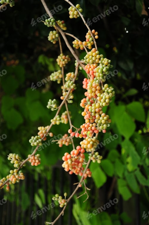Preview: Beautiful Plant With Ripening Fruits