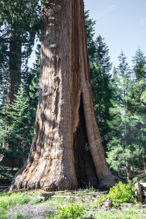 Preview: Ancient Majestic Millennial Tree. The Trunk Of A Giant Sequoia