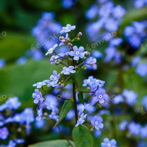 Preview: Little Blue Jack Frost Flowers, Also Known As False Forget-Me-Not In Springtime. Blue Flowers Of