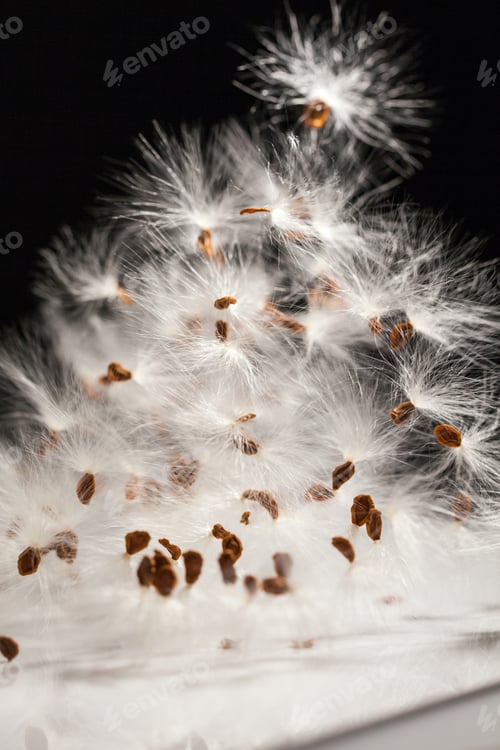 Preview: Abstract Composition With Dried Plants Seeds. Looks Like Dandelion Seeds