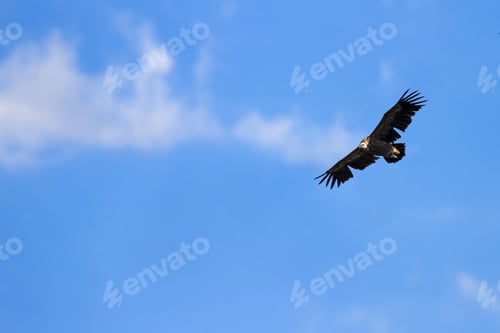 Preview: Flying Vulture. Bird: Griffon Vulture. Blue Sky Background. Bird: Griffon Vulture. Gyps Fulvus.