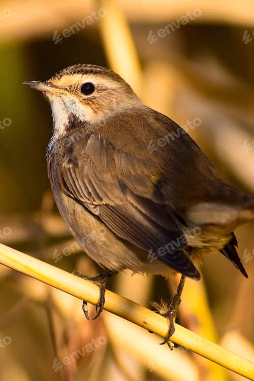 Preview: Cute Bird. Colorful Natural Background. Bird: Common Bird Bluethroat. Luscinia Svecica.