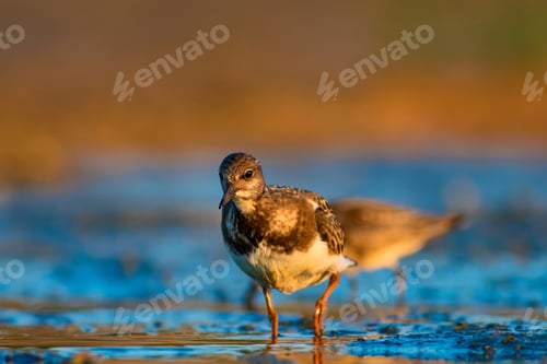 Preview: Water Bird Turnstone. Nature Background. Bird: Ruddy Turnstone. Arenaria Interpres