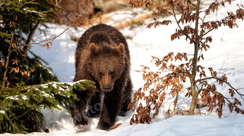 Preview: Brown Bear (Ursus Arctos) In The Bayerischer Wald National Park, Bayern, Germany