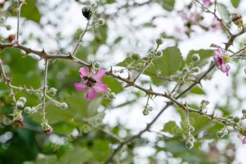 Preview: Blossoming Branch Of A Blackberry. Blackberry Branch With Flowers On A Natural Background. Berry