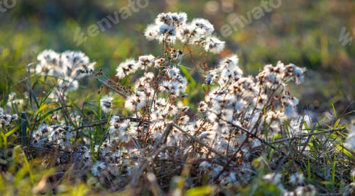 Preview: Fluffy Grass In The Autumn Morning.