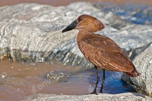 Preview: A Hamerkop, Scopus Umbretta, In Tarangire National Park, Tanzania