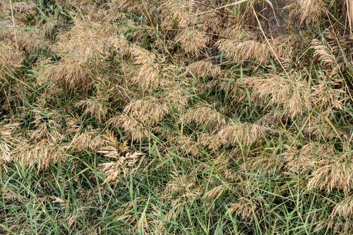 Preview: Nature Flora Background Form Yellow Reed Plants