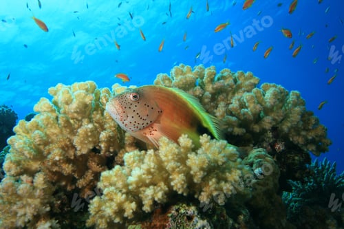 Preview: Fish And Coral: Freckled Hawkfish