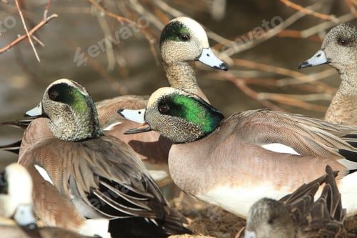 Preview: American Wigeon Socorro New Mexico