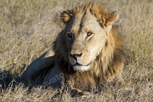 Preview: Male African Lion In The Okavango Delta, Botswana