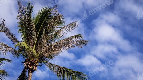 Preview: Pattaya, Thailand - August 1, 2019: Tropical Palm Tree Leaves With Bright Blue And Cloudy Sky