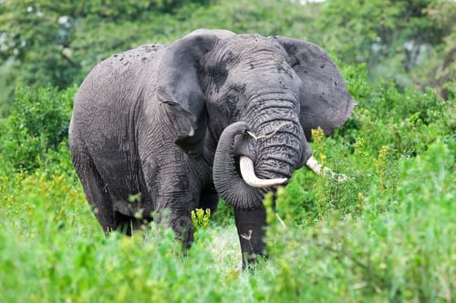Preview: African Elephant In The Ngorongoro Crater, Tanzania