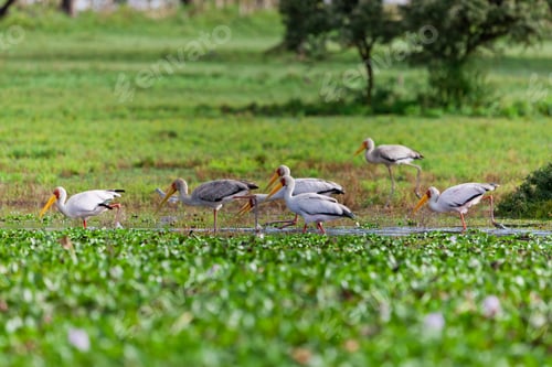 Preview: Yellow-Billed Storks (Mycteria Ibis) At Lake Naivasha, Kenya