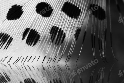 Preview: Guinea Hen Feather With Light Grey Background