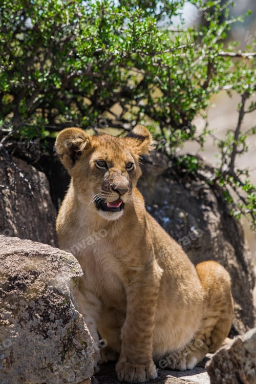 Preview: Lion Cub In The Maasai Mara National Park, Kenya
