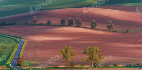 Preview: Chestnut Avenue In South Moravia