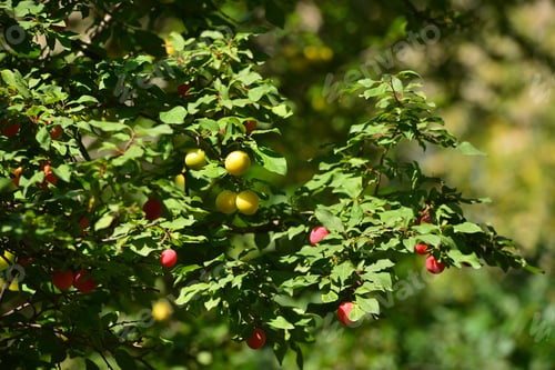 Preview: Plum Tree Branches With Ripe Fruits