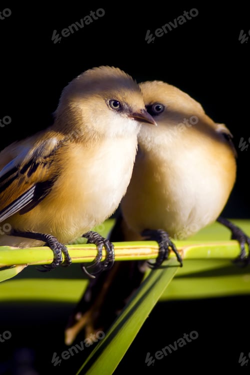 Preview: Romantic Birds. Black Nature Background. Bearded Reedling / Panurus Biarmicus