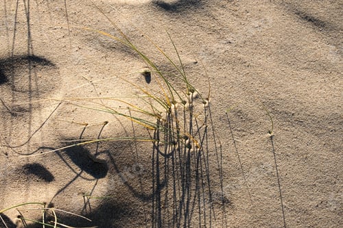 Preview: Marram Grass Growing Through A Beach Sand Dune