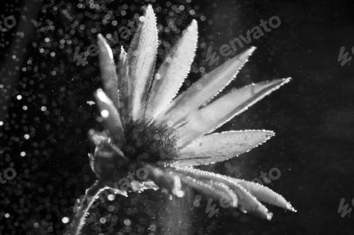 Preview: Underwater Flower