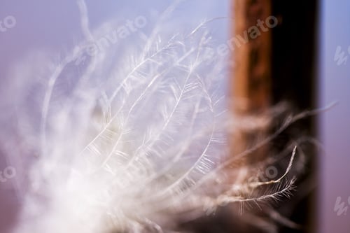 Preview: Fluffy Dried Seed From A Wild Plant - In The Field With Natural Background