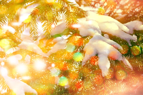 Preview: Forest In The Frost. Winter Landscape. Snow Covered Trees.