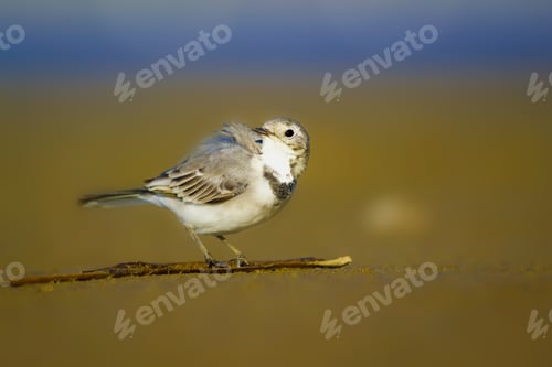 Preview: White Wagtail. Blue Sea And Yellow Sand Nature Background. White Wagtail Motacilla Alba.