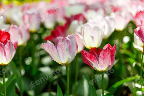 Preview: Tulip In Spring Park