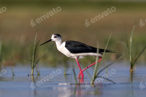 Preview: Beautiful Water Bird. Black Winged Stilt. Green Nature Habitat Background.