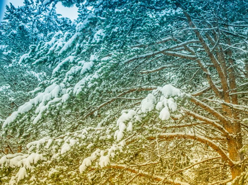 Preview: Frozen Winter Forest With Snow Covered Trees.
